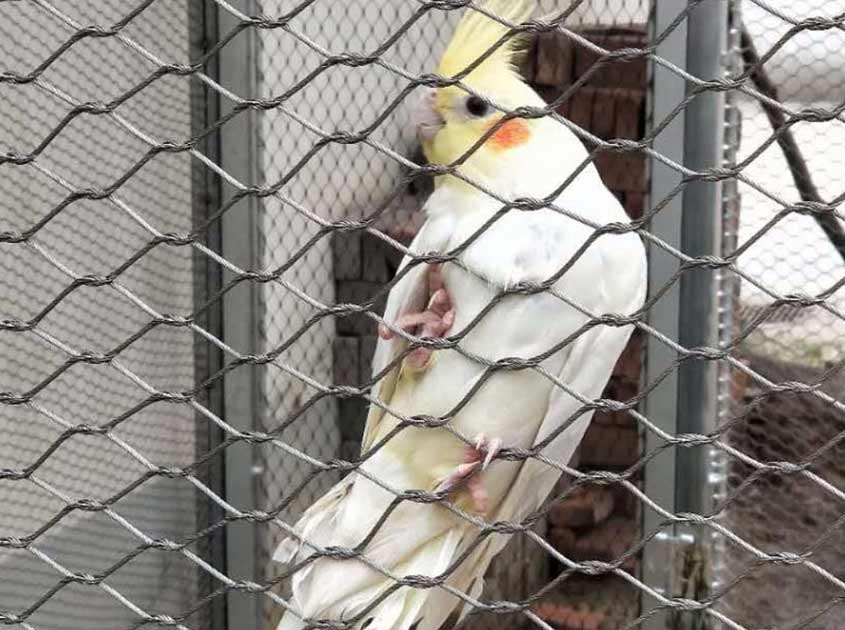 316 Stainless steel wire